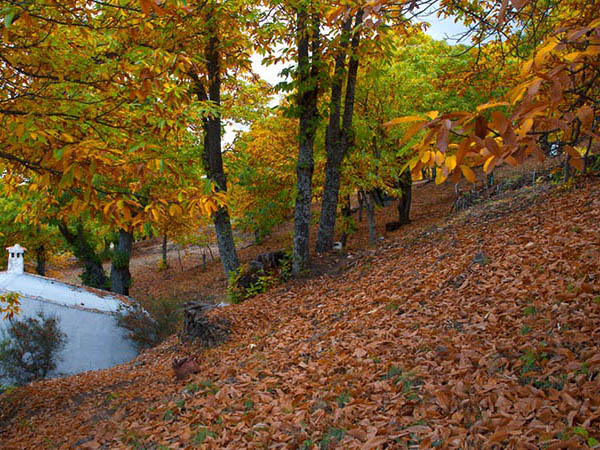 castaño