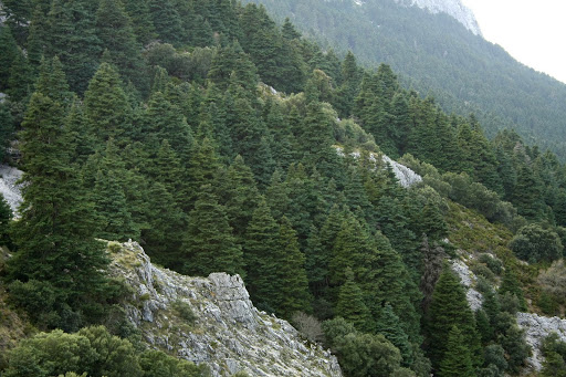 pinsapo